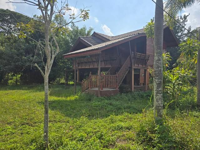 ขายที่ดิน เนื้อที่ 1.5 ไร่ ตำบลห้วยแก้ว เชียงใหม่ พร้อมบ้านไม้ทรงไทย ใกล้แม่กำปอง อากาศเย็นสบาย