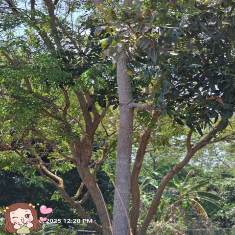 ขายที่ดินเปล่า ถมเเล้ว ทำเลดี ตำบลเพ อำเภอเมือง จังหวัดระยอง