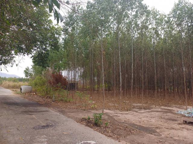 ขายที่ดินจัดสรร ทำเลดี  ตำบลหนองอิรุณ อำเภอบ้านบึง จังหวัดชลบุรี 
