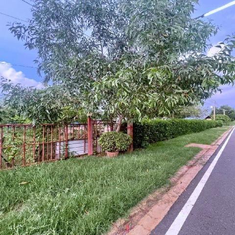 ขาย ที่ดิน หนองเสือ 250 ตร.วา. รีบใช้เงิน วัดประสิทธิเวช 4.2  กม.ติดถนนสาธารณะ ลาดยางแล้ว ถ.รังสิต-นครนายก คลอง 14-15  ปทุมธานี