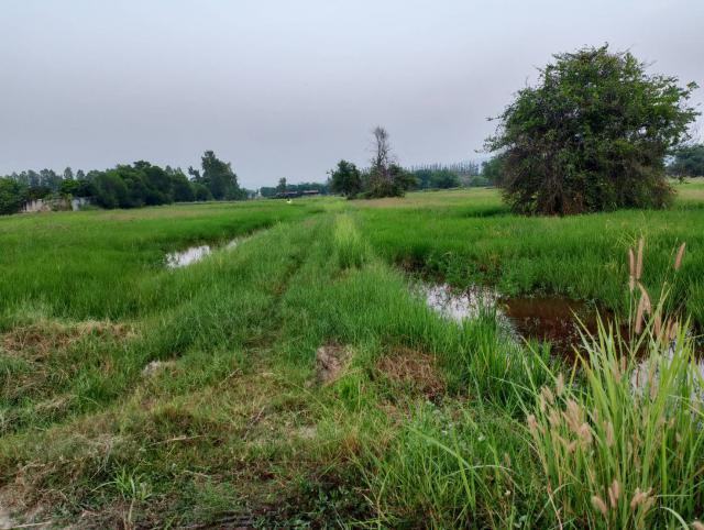 ขายที่ดินเปล่า ทำเลทอง ตำบลดอนทอง อำเภอพิษณุโลก จังหวัดพิษณุโลก