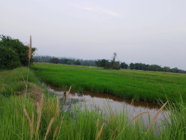 ขายที่ดินเปล่า ทำเลทอง ตำบลดอนทอง อำเภอพิษณุโลก จังหวัดพิษณุโลก