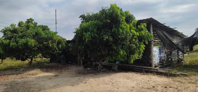 ขายที่ดินสวยสวนลำใย ทำเลทอง ต.ทุ่งต้อม อ.สันป่าตอง จ.เชียงใหม่