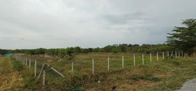 ขายที่ดินสวยสวนลำใย ทำเลทอง ต.ทุ่งต้อม อ.สันป่าตอง จ.เชียงใหม่