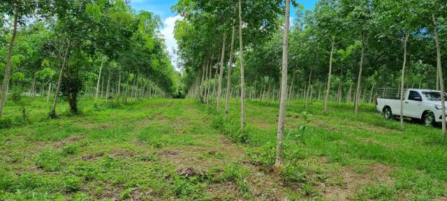 ขายสวนยาง ทำเลดี  ตำบลวังกระแจะ อำเภอเมือง จังหวัดตราด