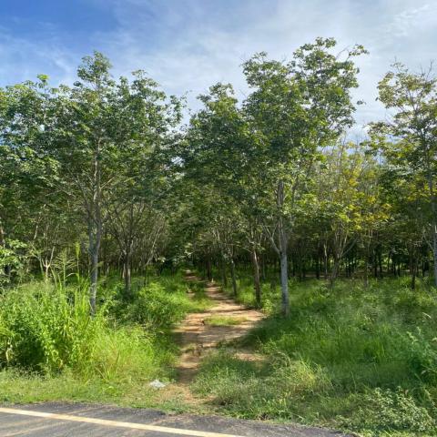 ขายด่วนที่ดินเปล่าติดถนน ทำเลดี อำเภอเมือง​ จังหวัดประจวบคีรีขันธ์​   