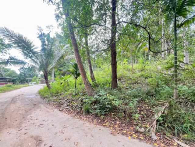 Investment Opportunity 5392 sqm Land Near Lipa Noi Beach Koh Samui Freehold Land Available in Koh Samui  Ideal for Resort or Private Villa