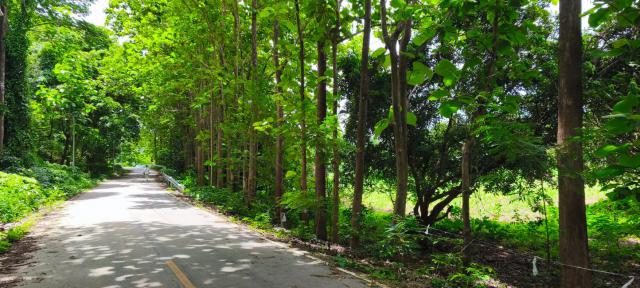 ขายที่ดินเปล่า2เเปลงติดกัน ทำเลดี ด้านหน้าติดถนนดำวิวภูเขา ด้านหลังติดลำธาร อำเภอสันกำแพง จังหวัดเชียงใหม่