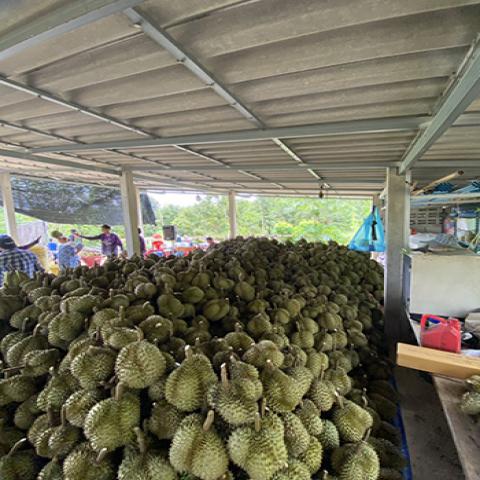 ขายที่ดินสวนทุเรียน 20 ไร่ มีระบบน้ำชลประทานและไฟฟ้า | อำเภอหนองหญ้าปล้อง จังหวัดเพชรบุรี