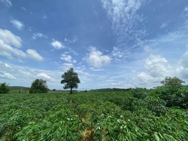 ขายที่ดินบ่อวิน ศรีราชา 52 ไร่ แปลงสวย ทำเลดี ใกล้ถนนเส้น 331 FP-L0894 