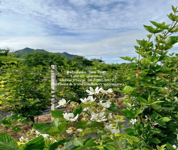 ที่ดิน ขายที่ดิน พร้อมกิจการฟาร์มเกษตร 26 ไร่ ใกล้วัดพระขาว ปากช่อง นครราชสีมา ราคา 60 ล้านบาท  10400 ตาราง-วา  60000000 BAHT. Good นครราชสีมา   