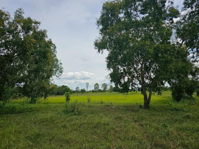 ขายที่ดินมหาสารคาม ติดทางสาธารณะ เนื้อที่ 4 ไร่ 3 งาน 4 ตารางวา  มหาสารคาม